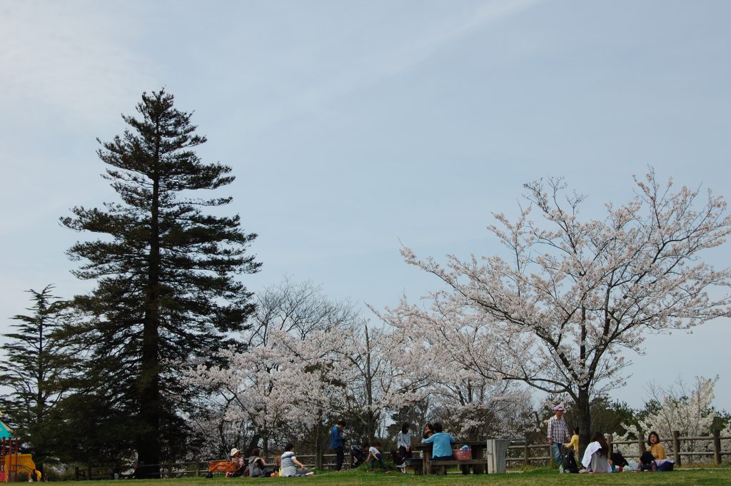 出雲の桜の名所 一の谷公園に花見に行ってきました 島根に移住したら年収が半分になった