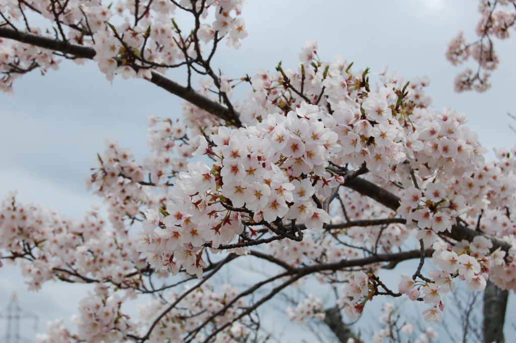 一の谷公園の桜